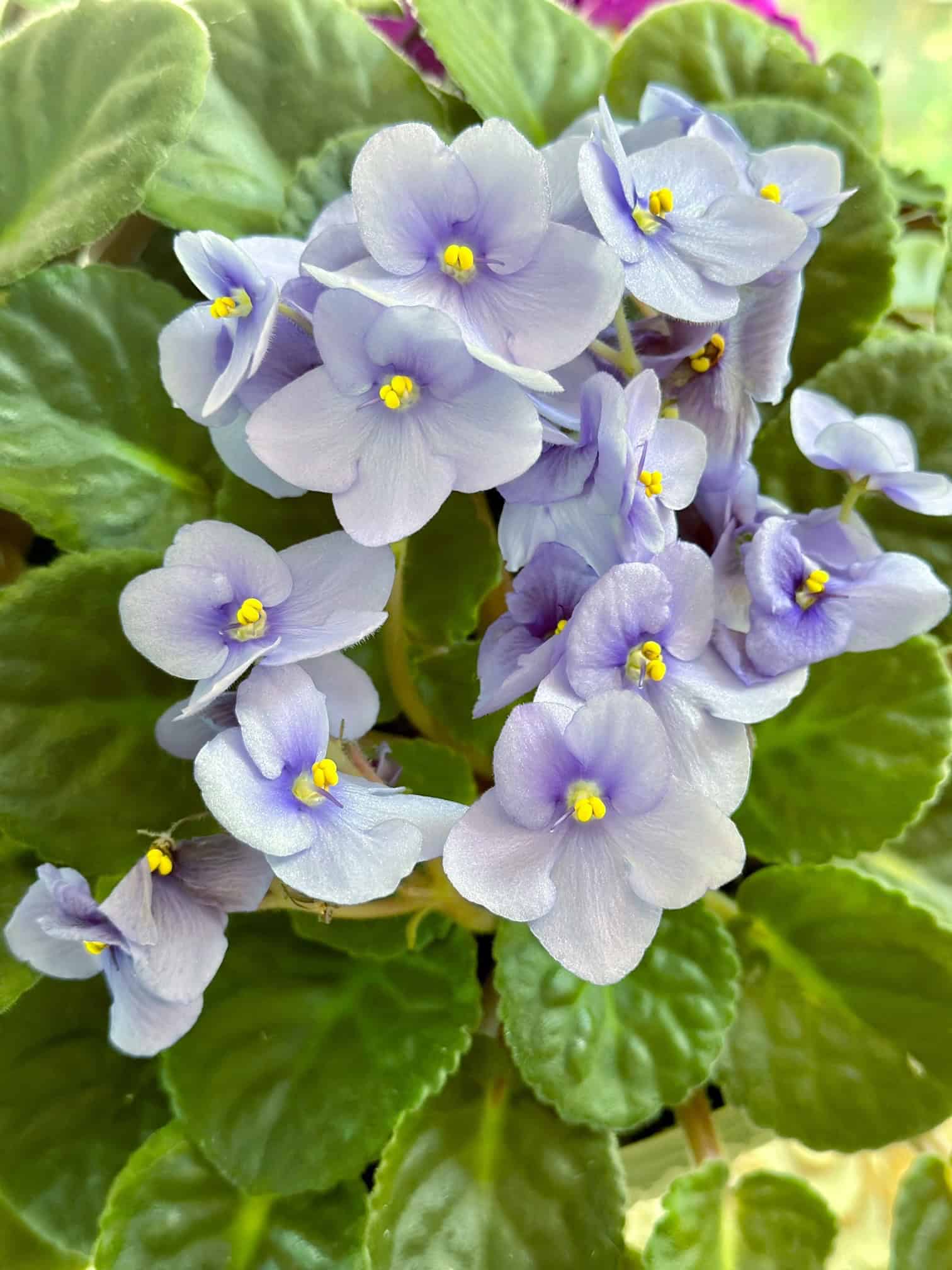 A stunning light lavender African violet plant.