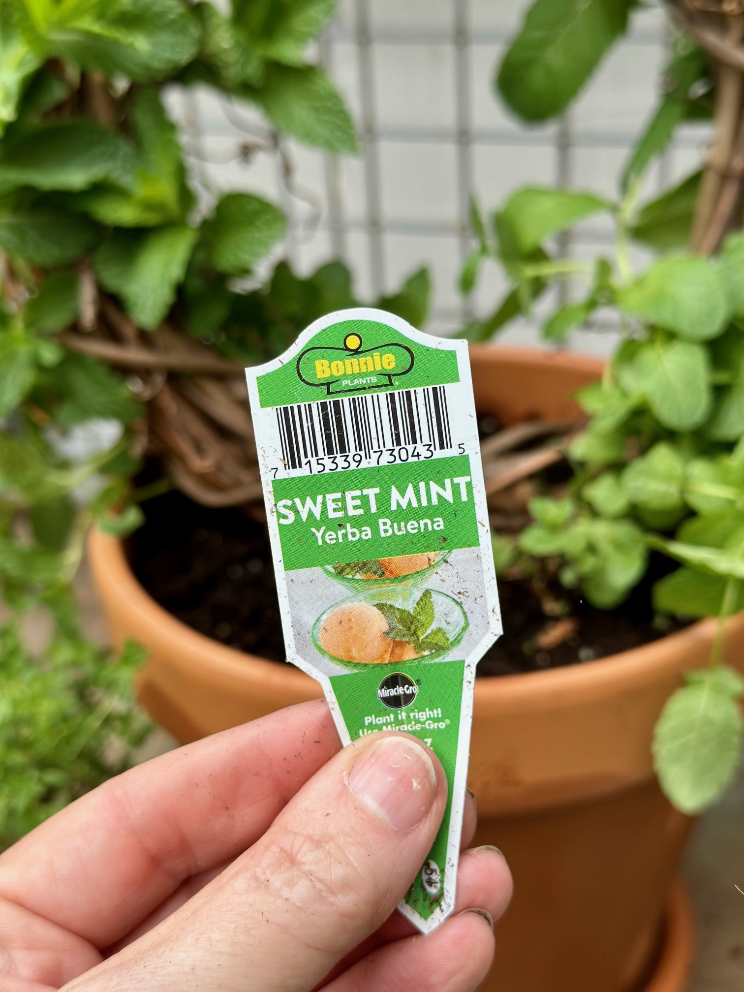 the sweet mint tag from the garden center. 