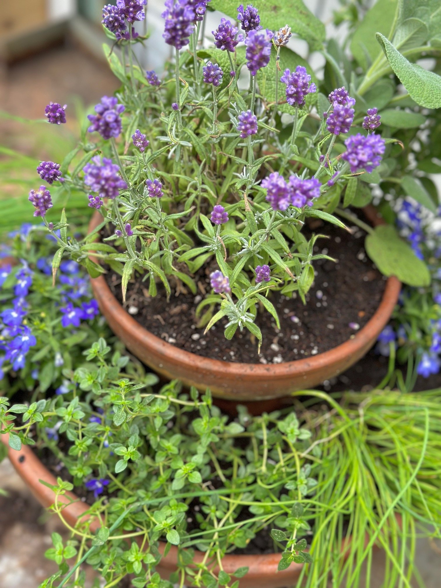 A top view of a herb planter that has two tiers.