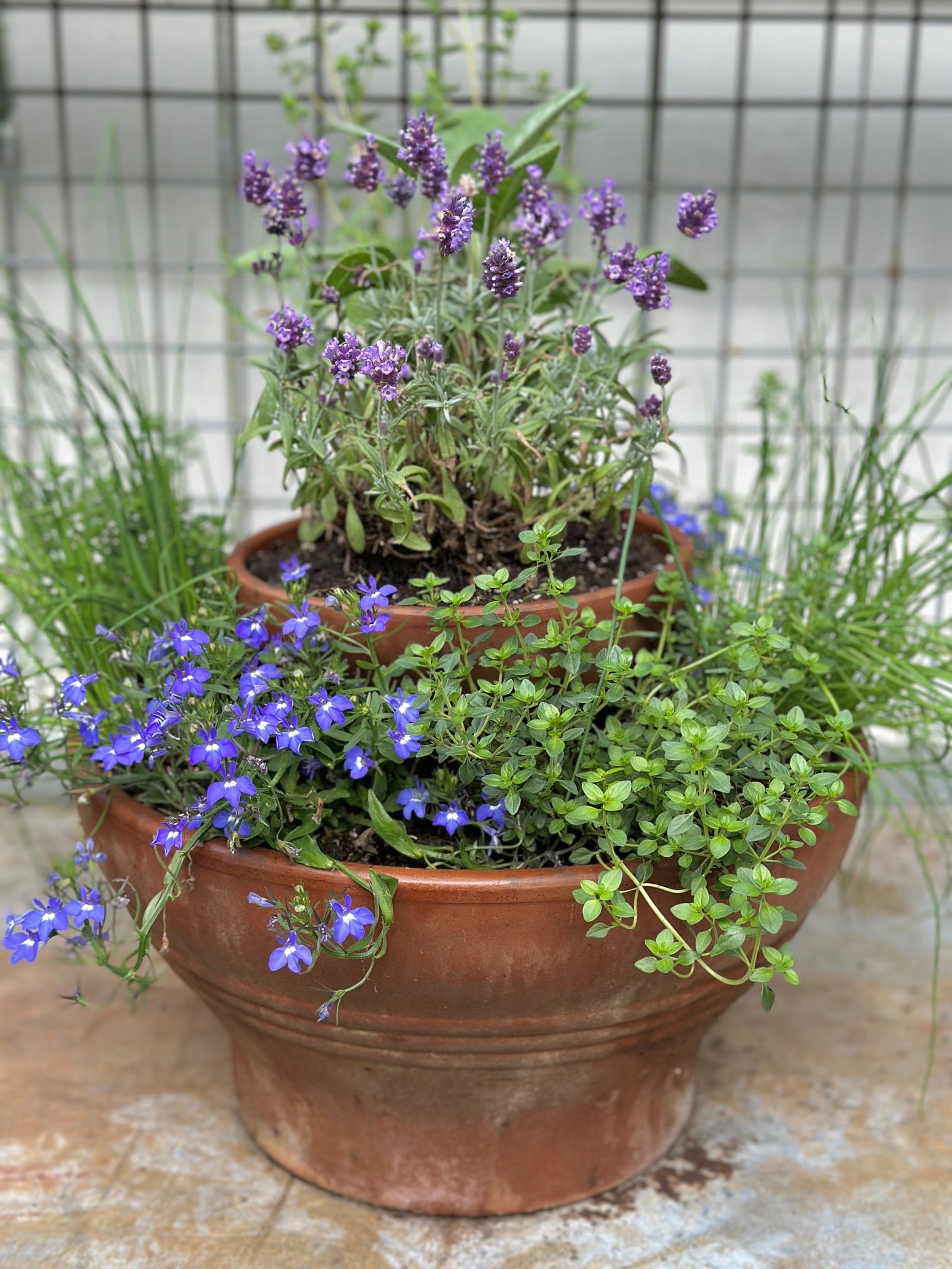 A photo of the full two tiered planter with all the herbs and annuals planted in it. 