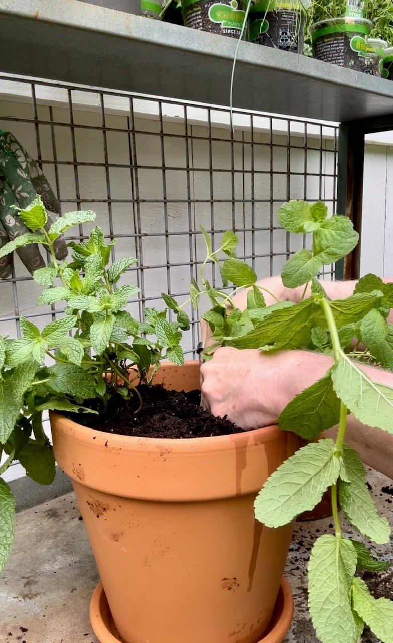 me planting the mint in the clay pot. 