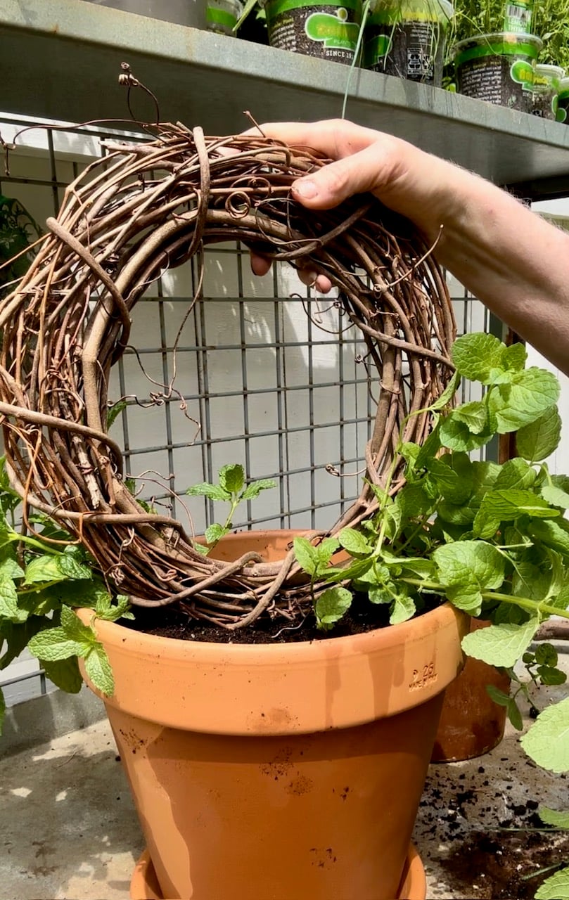 holding the grapevine wreath in place. 