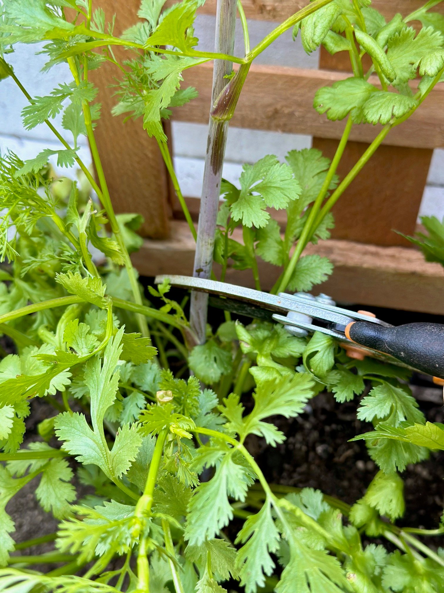 Clipping the thick center stalk of cilantro.