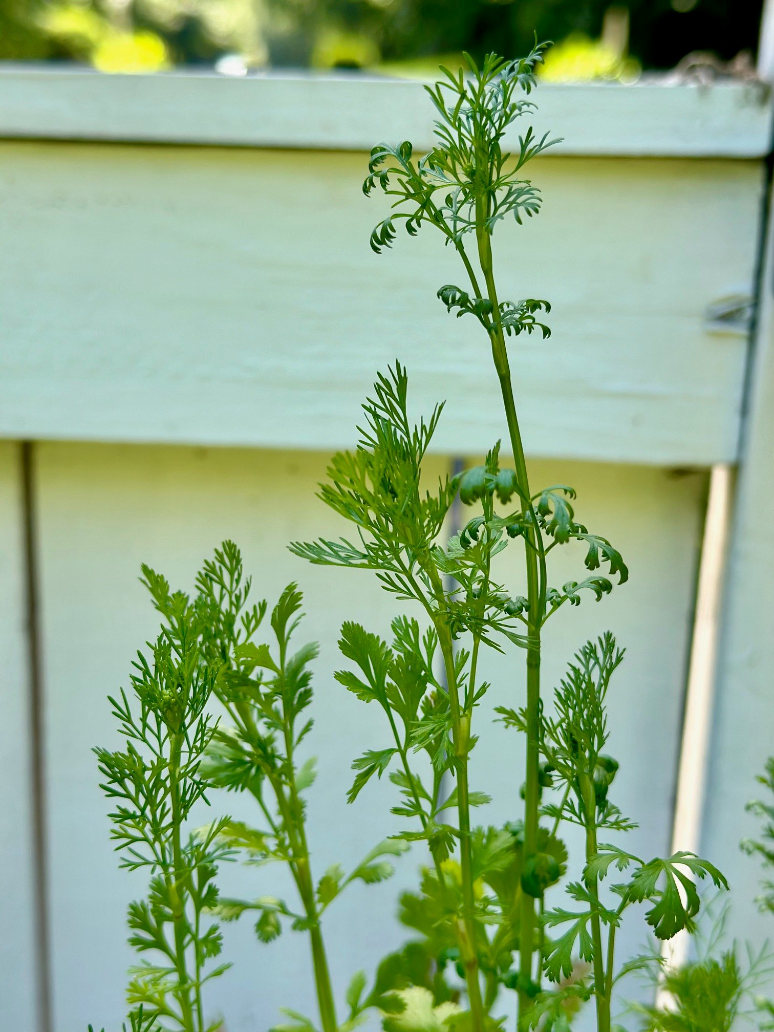 Cilantro getting ready to bolt.
