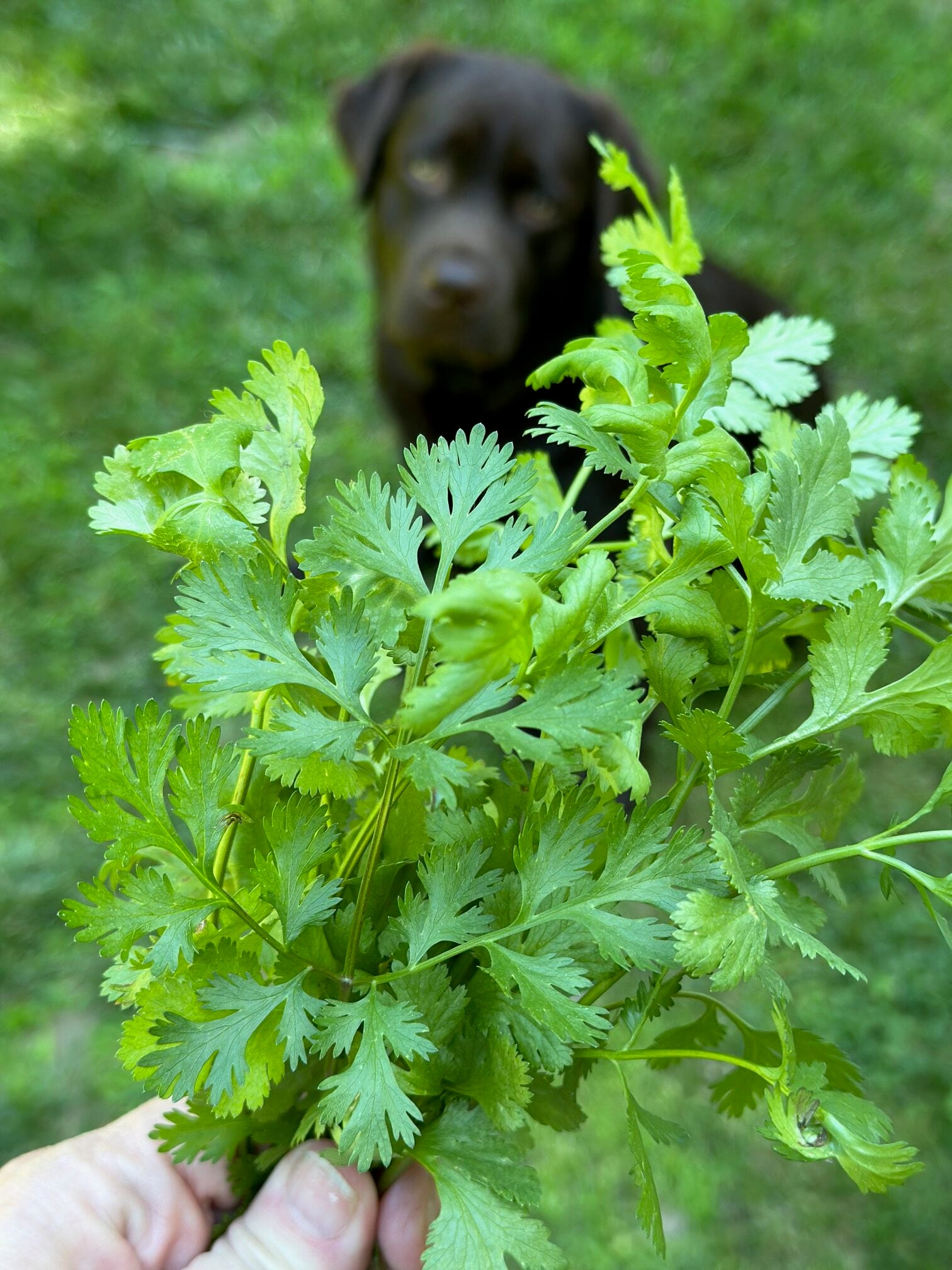 cilantro with my chocolate lab in the background. 