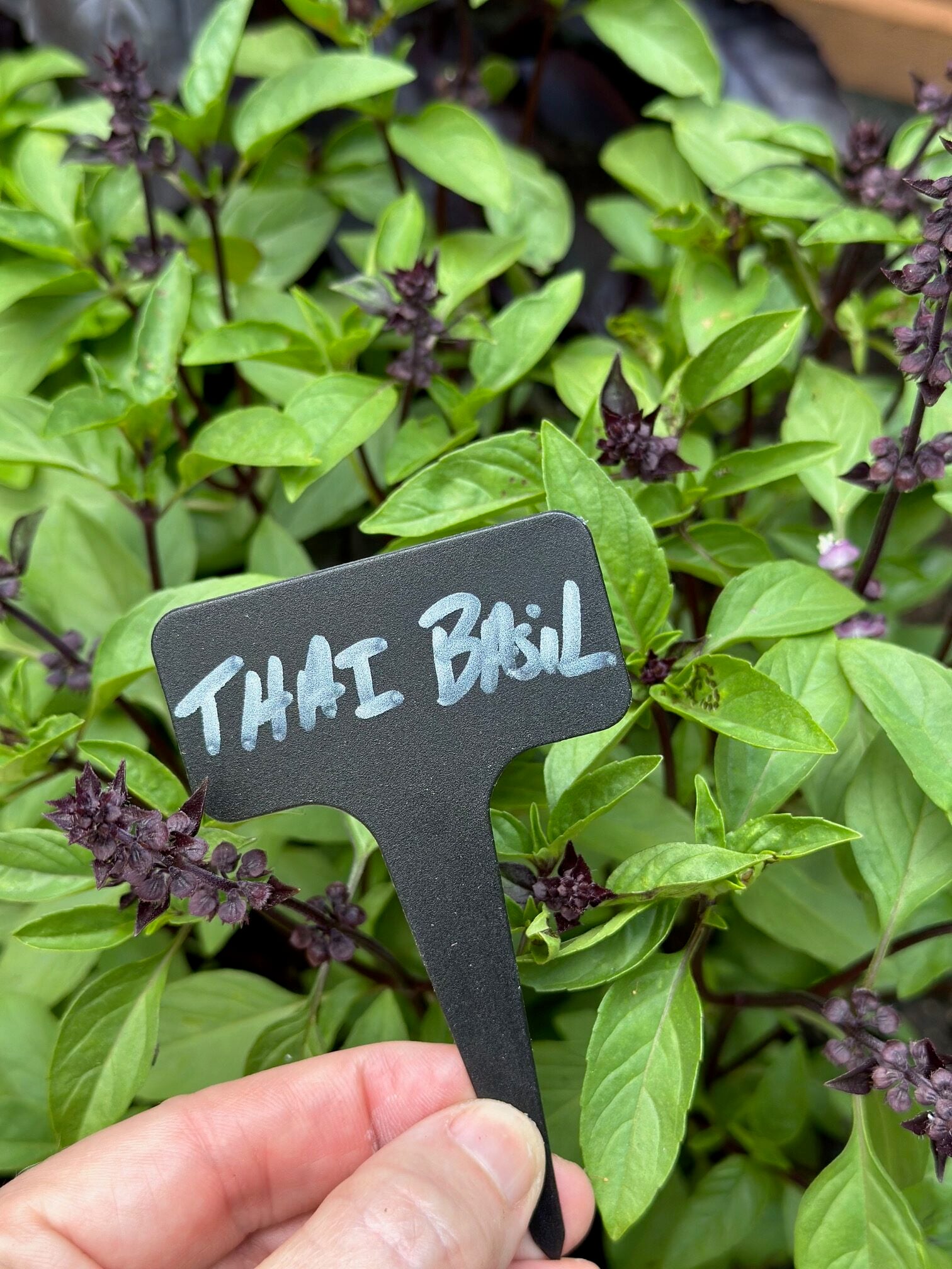 Thai basil plant with me holding the label.