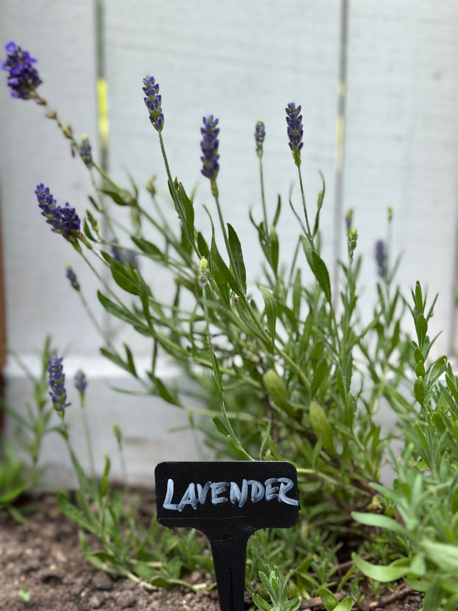 flowering lavender plant with a black herb garden label.