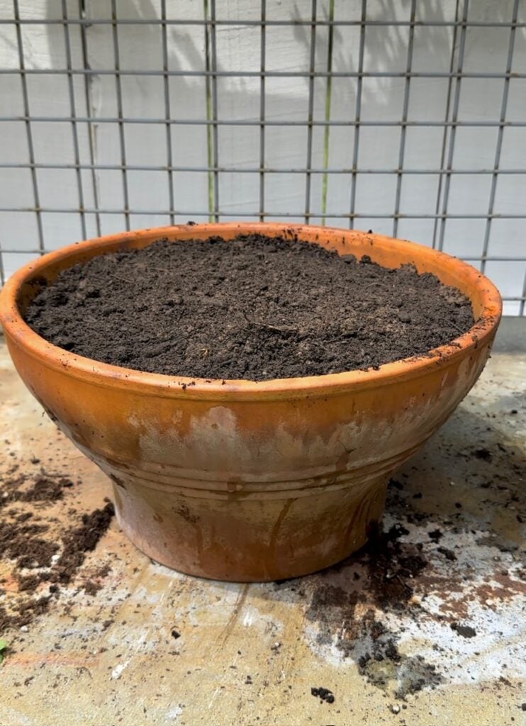 A large bowl the soil in it. 