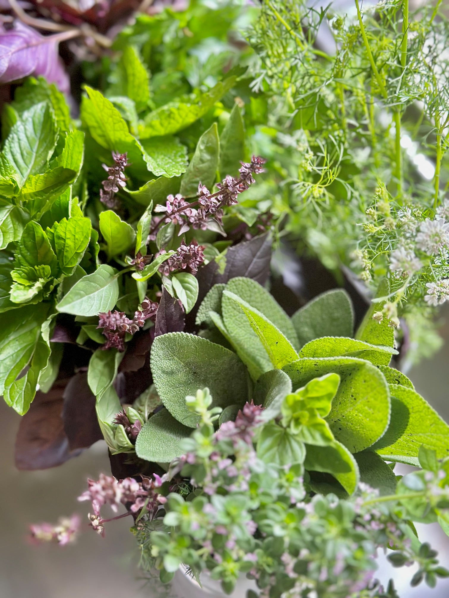 a mixed bunch of harvested herbs.
