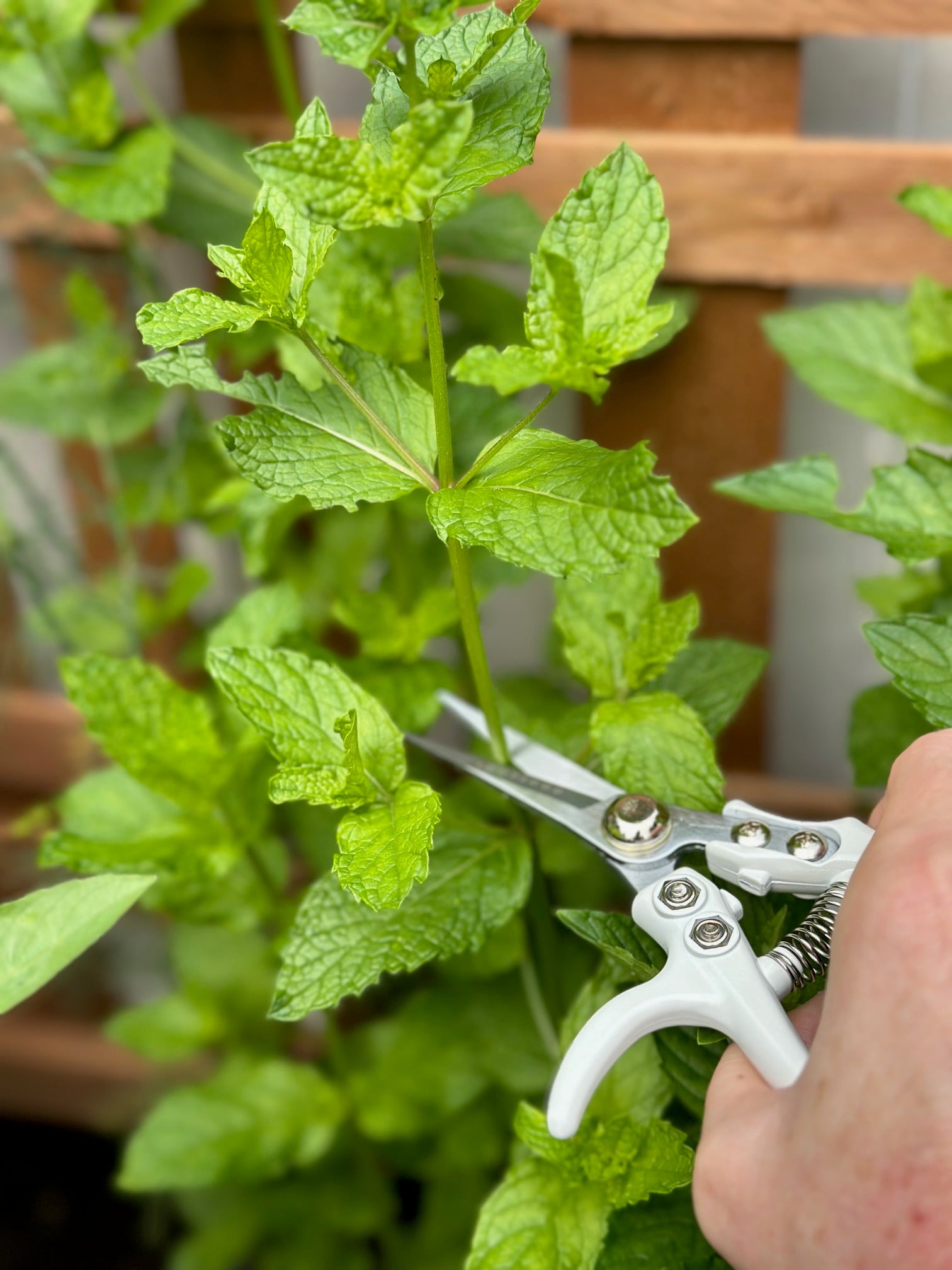 Clippers in hand while I harvest mint in containers to keep it growing bushy. 