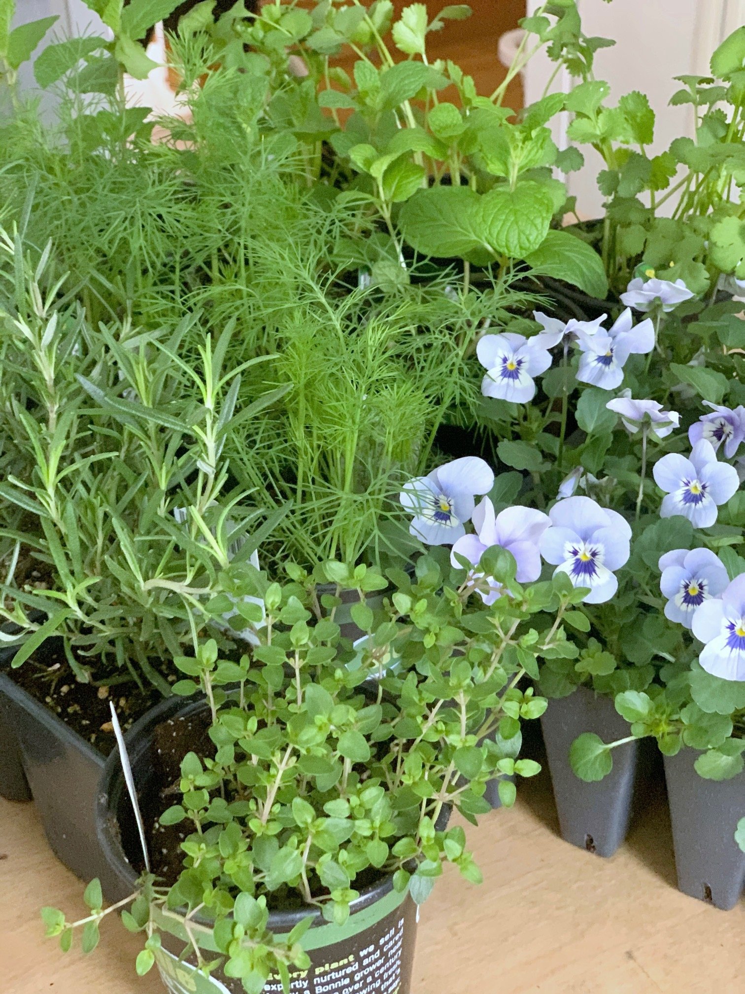 A collection of small herb plants and pansies. 