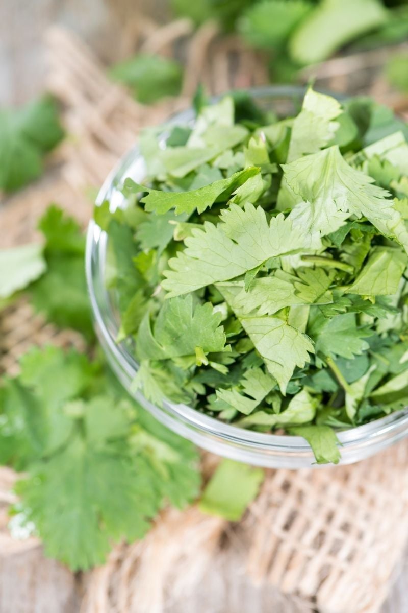 cilantro leaves in a jar.