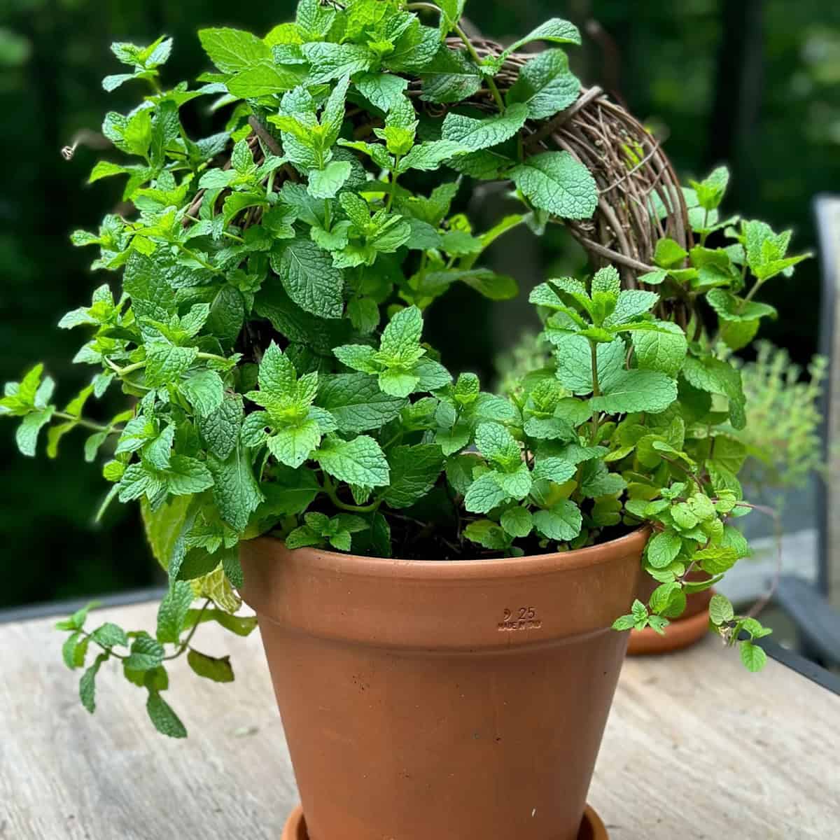 Growing Mint in Containers (and How I Trained Mine Into a Cute Little Topiary)