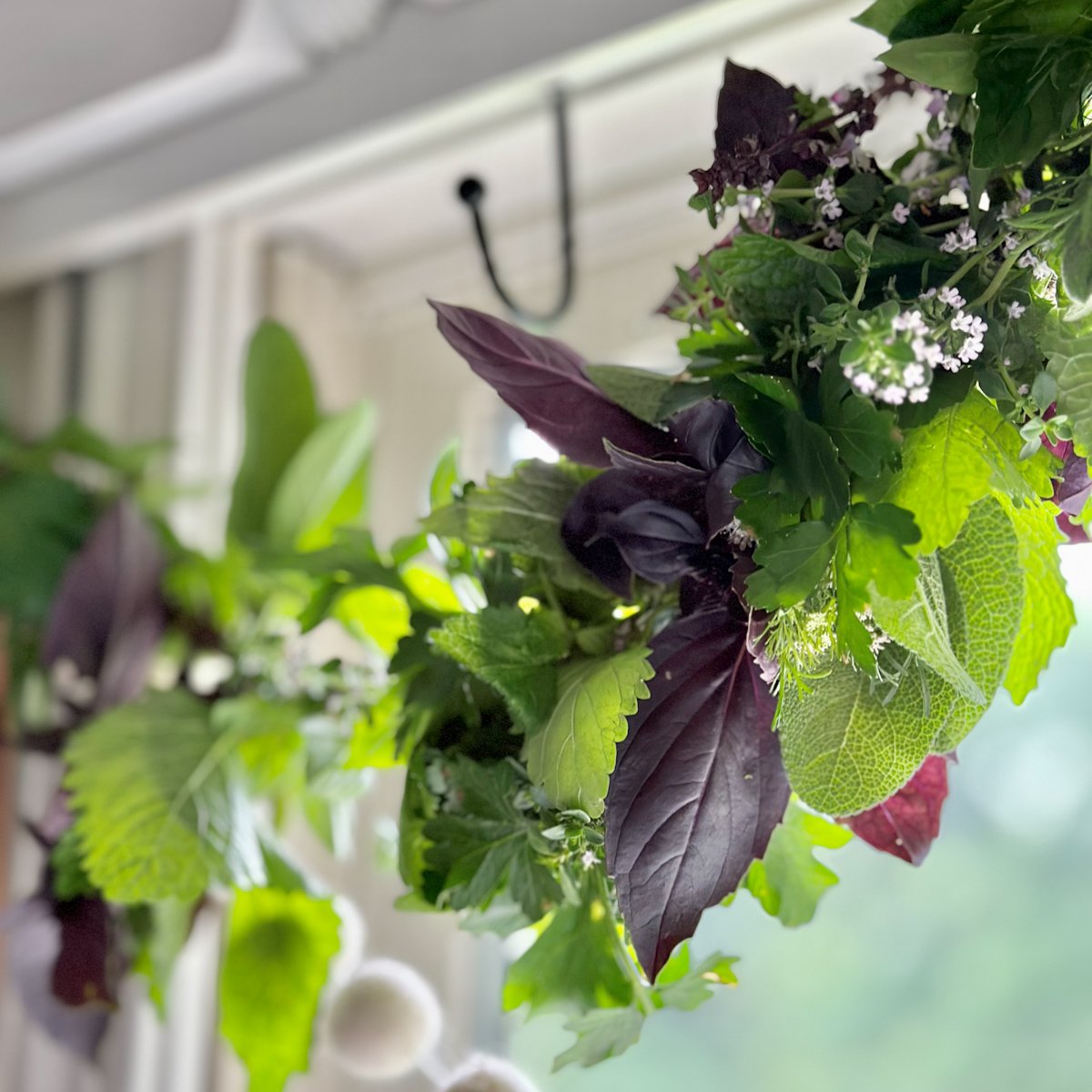A fresh herb garland hanging in a kitchen window.