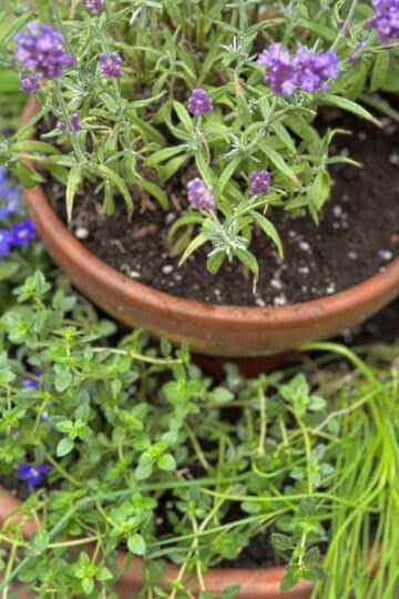 A stacked herb planter featuring two clay pots loaded with herbs and flowers.
