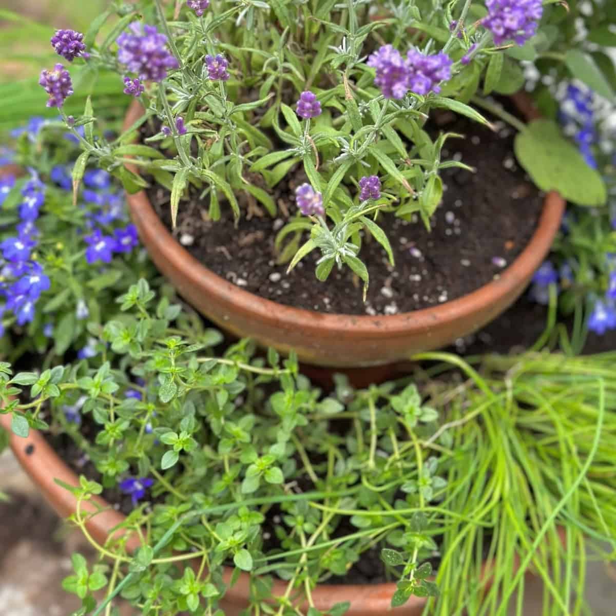 Create a Stunning Herb Planter: Step-by-Step Two-Tier Design