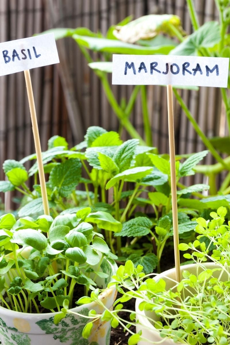 indoor pots with tall labels.
