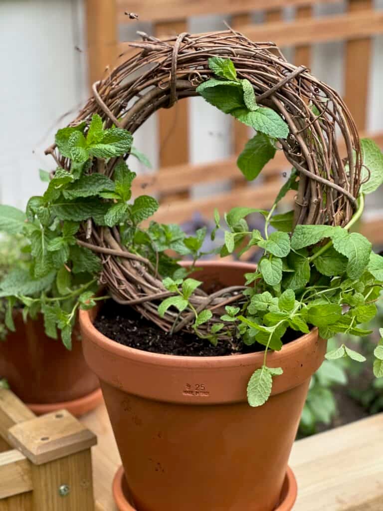 Mint in a pot. The finished mint topiary sitting on my raised bed. 
