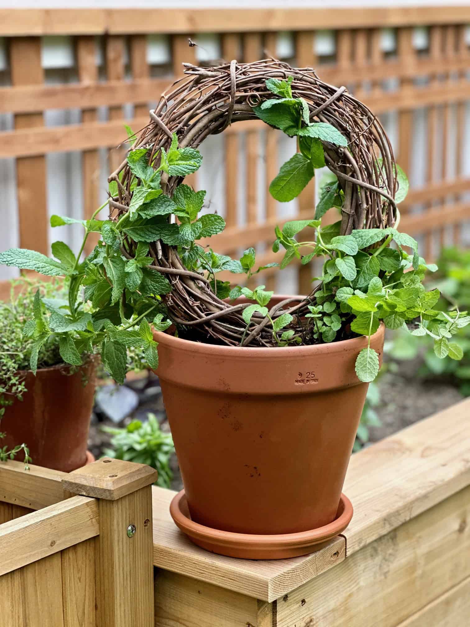 A close up of the mint topiary. 