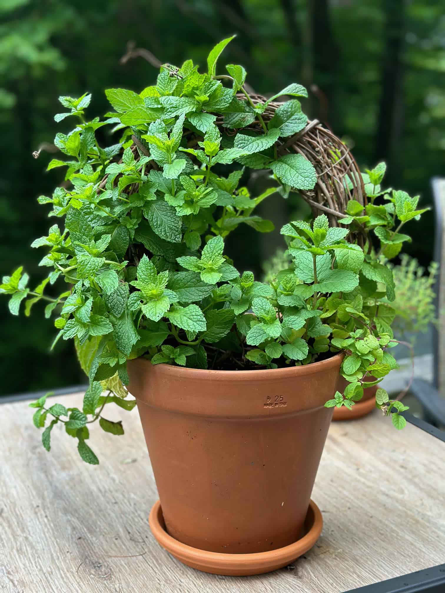 1 months growth of the mint topiary. 