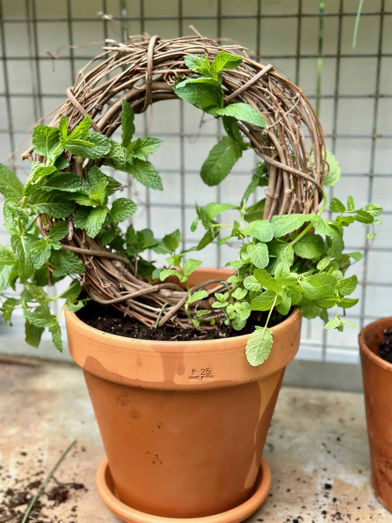 A full view of the completed topiary. 