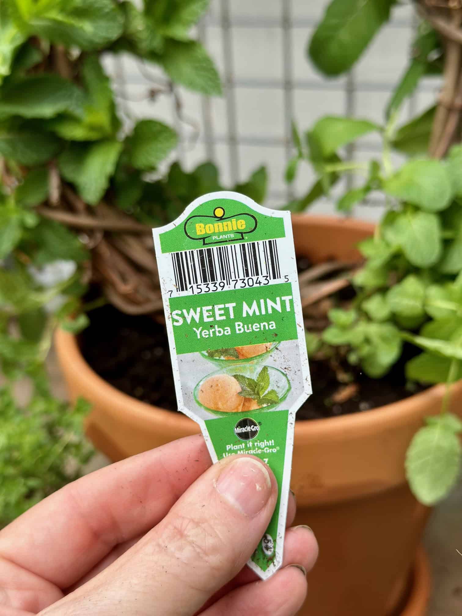 The sweet mint tag from the garden center. 