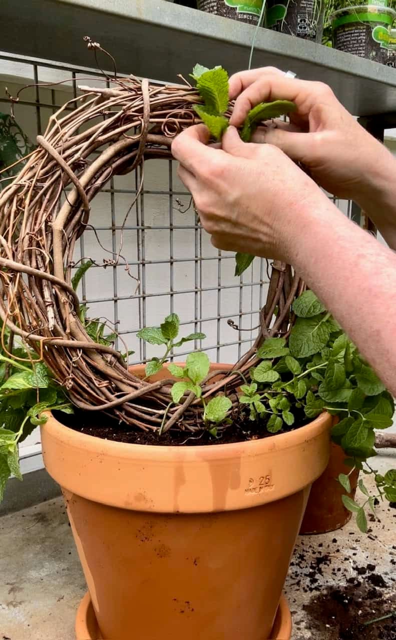 Training the topiary around the wreath.