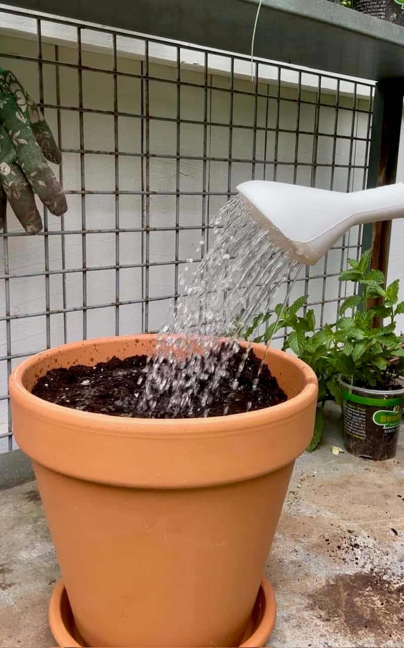 Watering the soil in the pot.