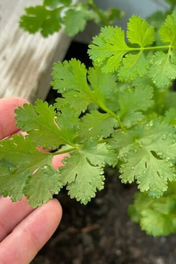 Hand holding cilantro in a garden.