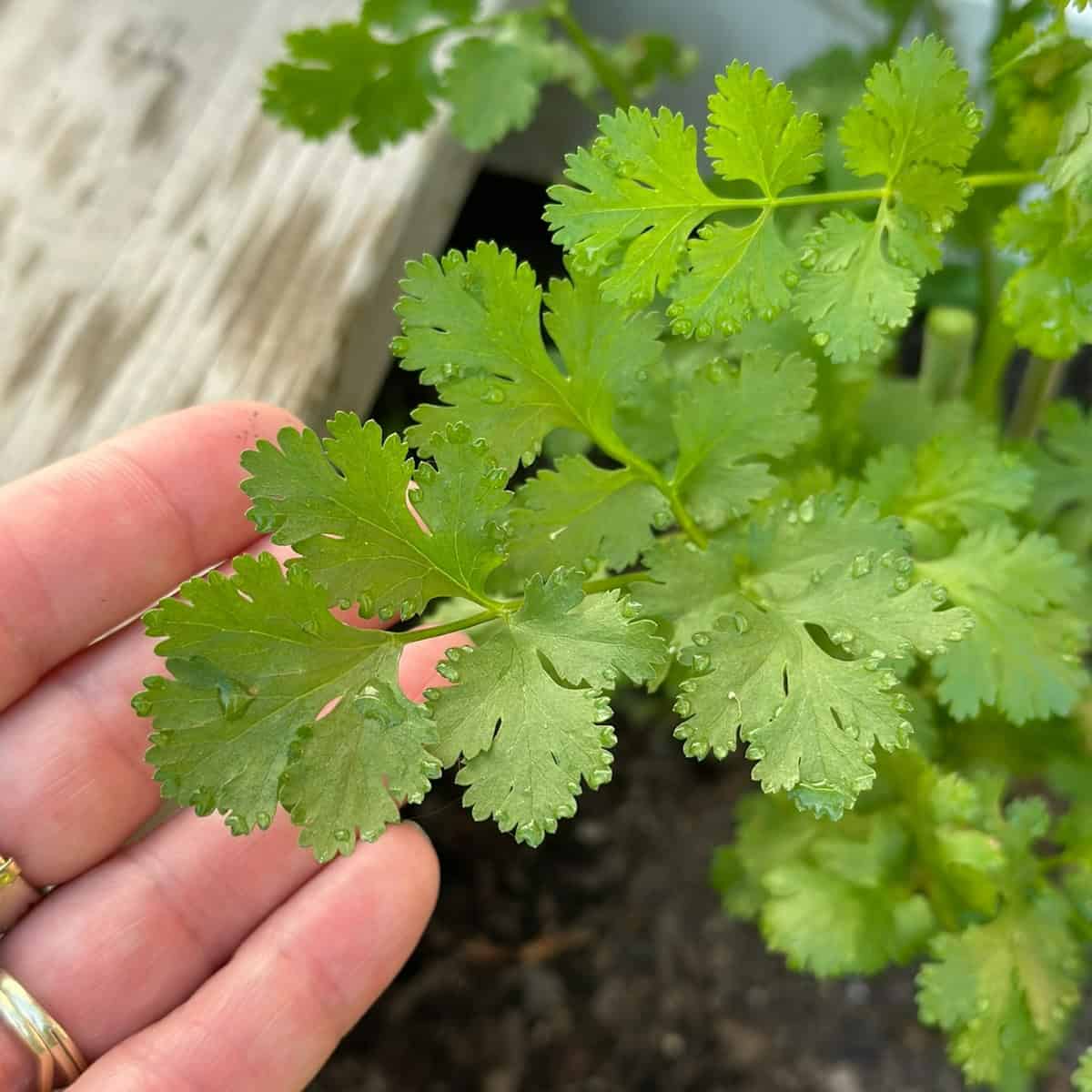 When to Pick Cilantro - Cut It Early and Often for a Great Harvest