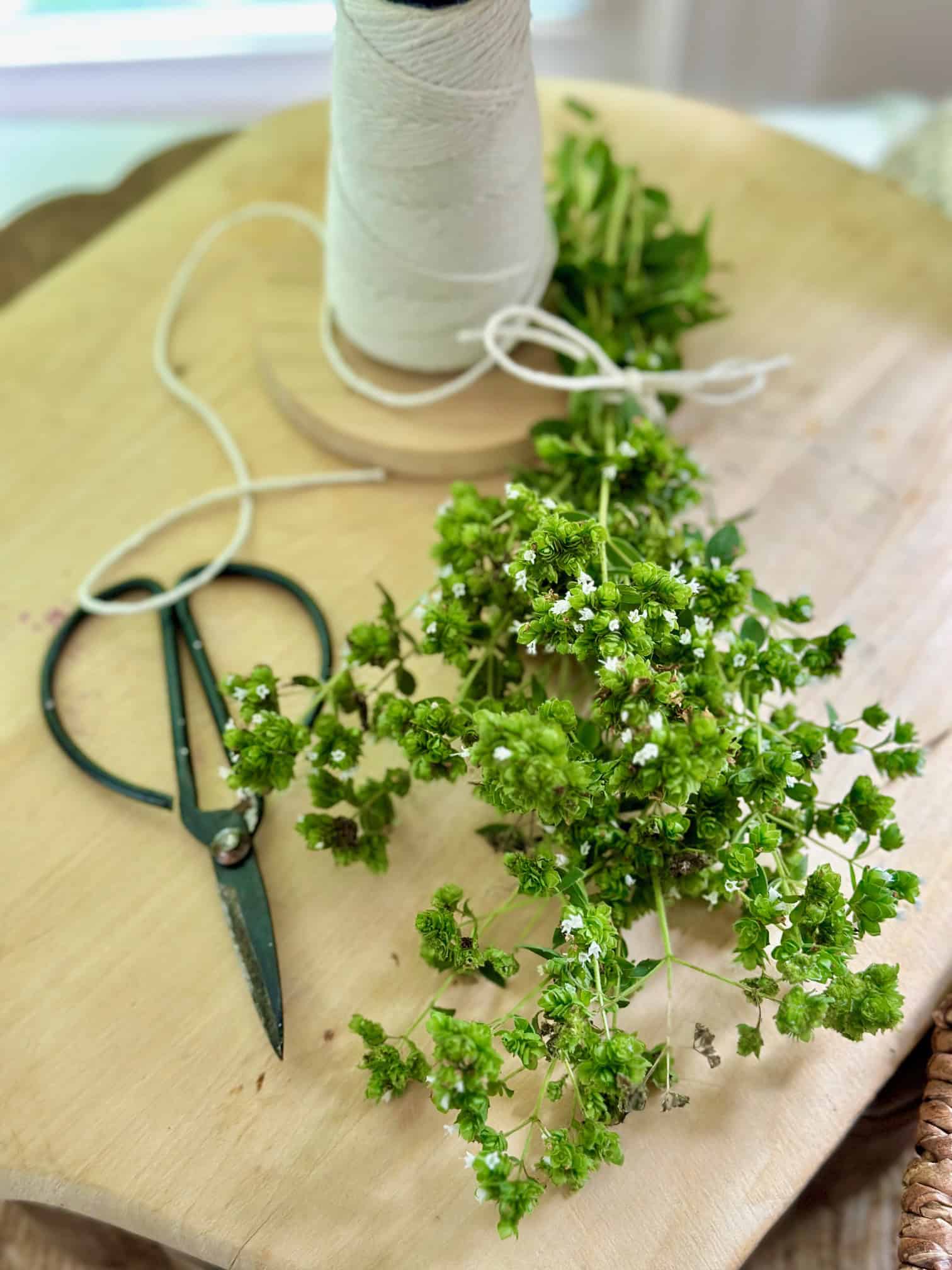 A bunch of oregano flowers tied with string.