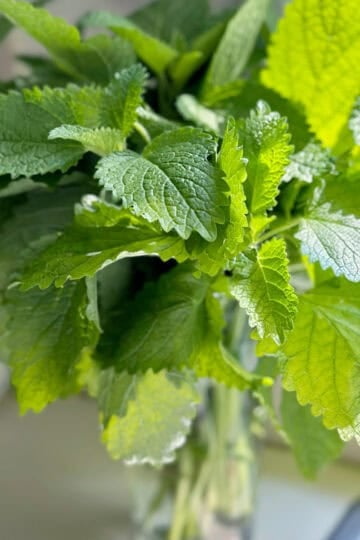 A vase full of harvested cut lemon balm.
