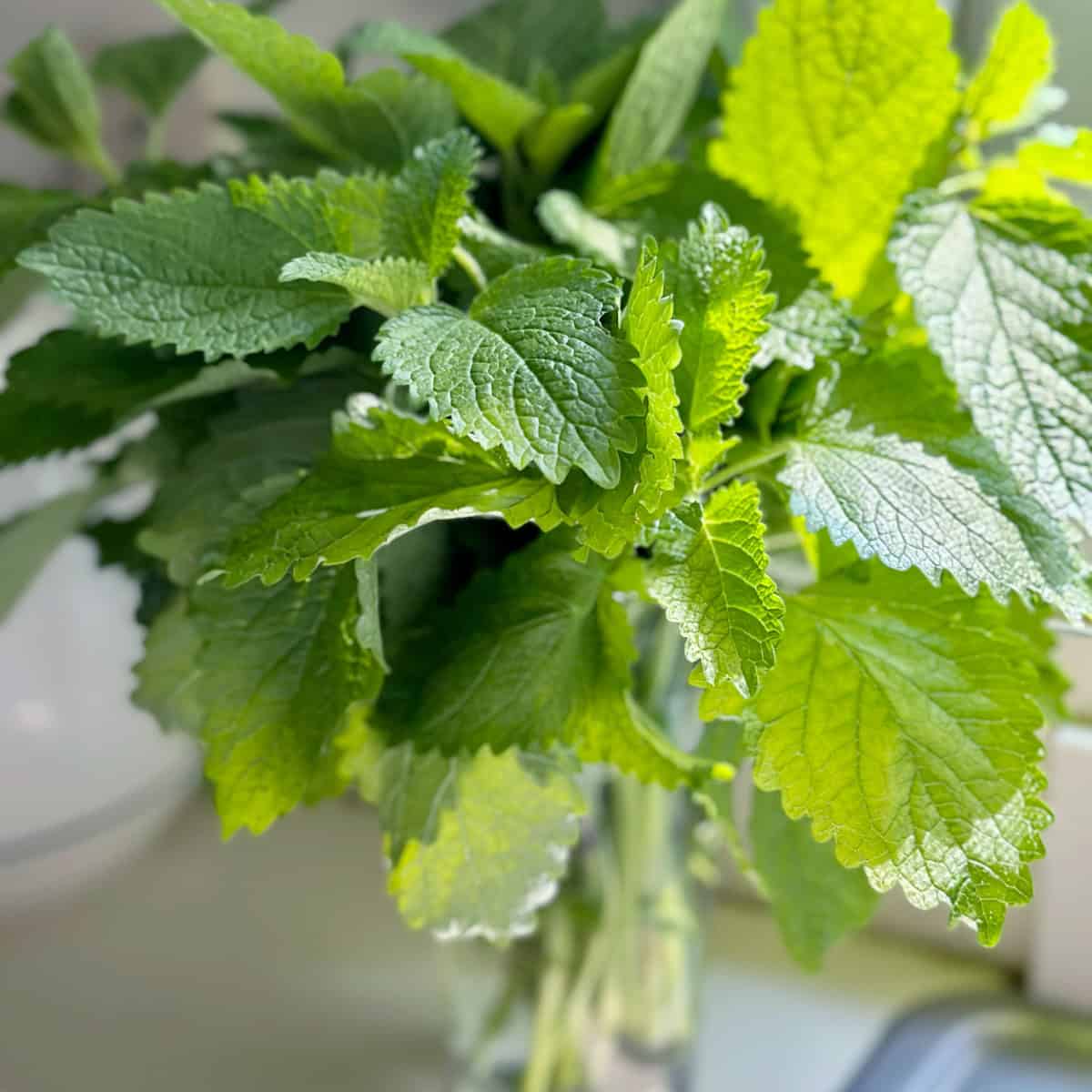 A vase full of harvested cut lemon balm.