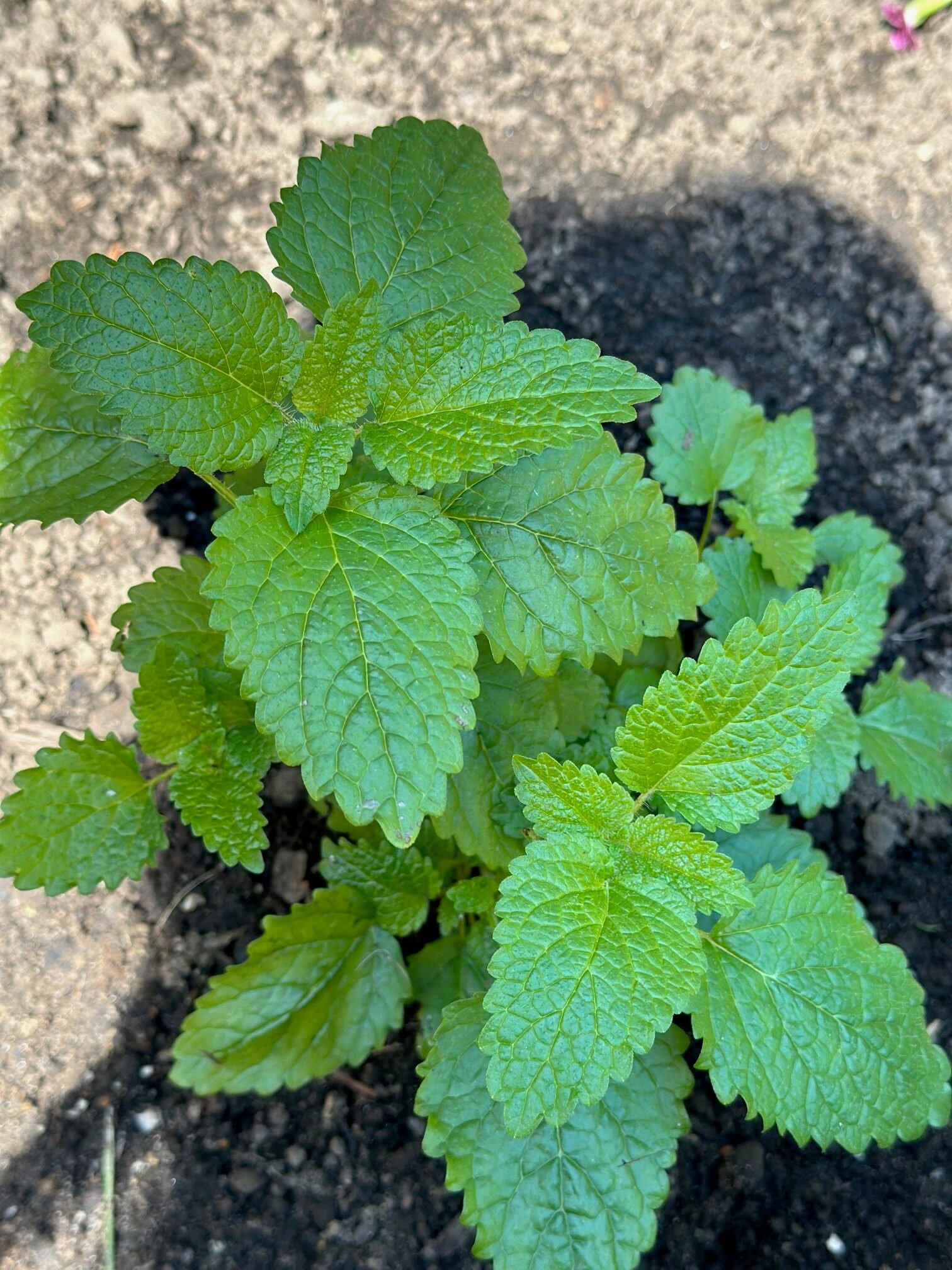 A small lemon balm plant. 