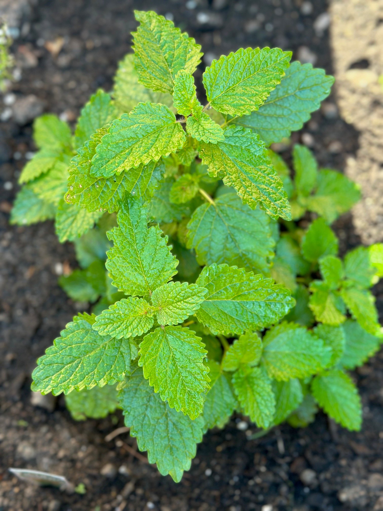 A top shot of a lemon balm plant. 
