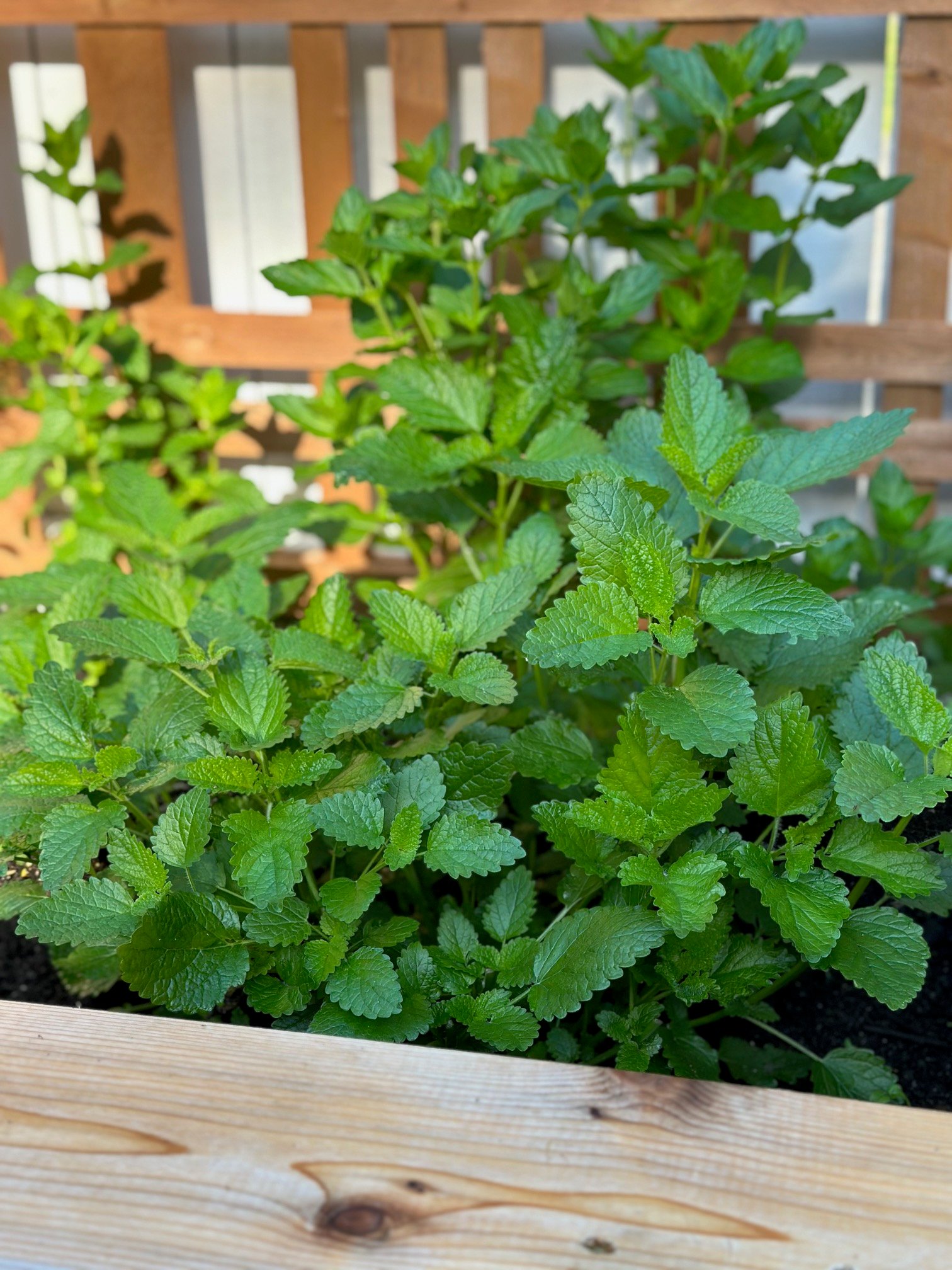 A large lemon balm plant in a raised bed. the leaves are a bit crinkly and hearty looking. 