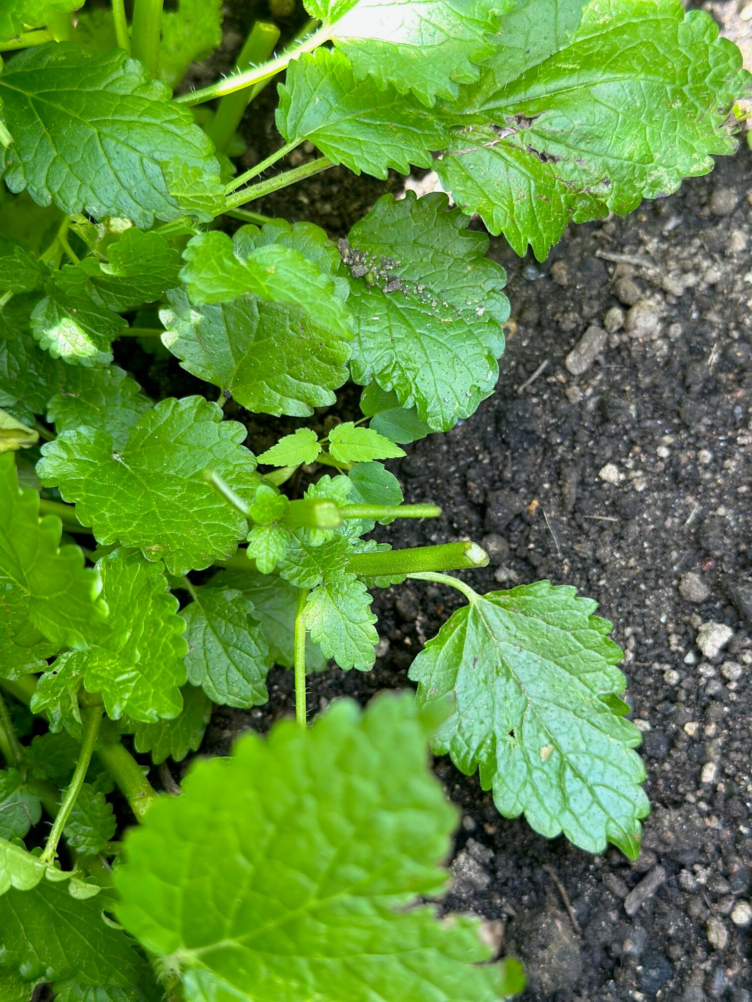 The smaller leave left on the plant after harvesting. these leaves will continue to grow. 