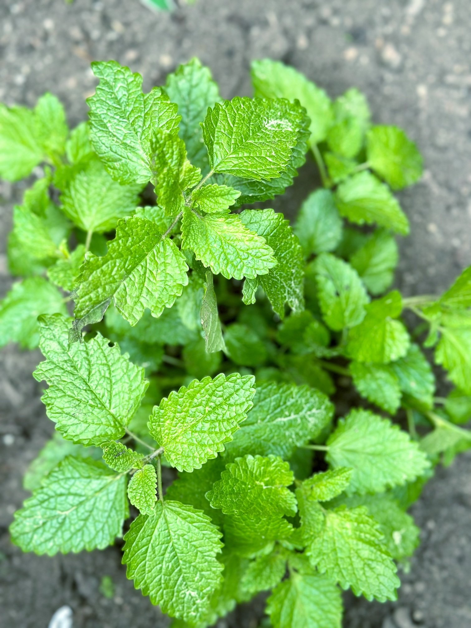 lemon balm plant.