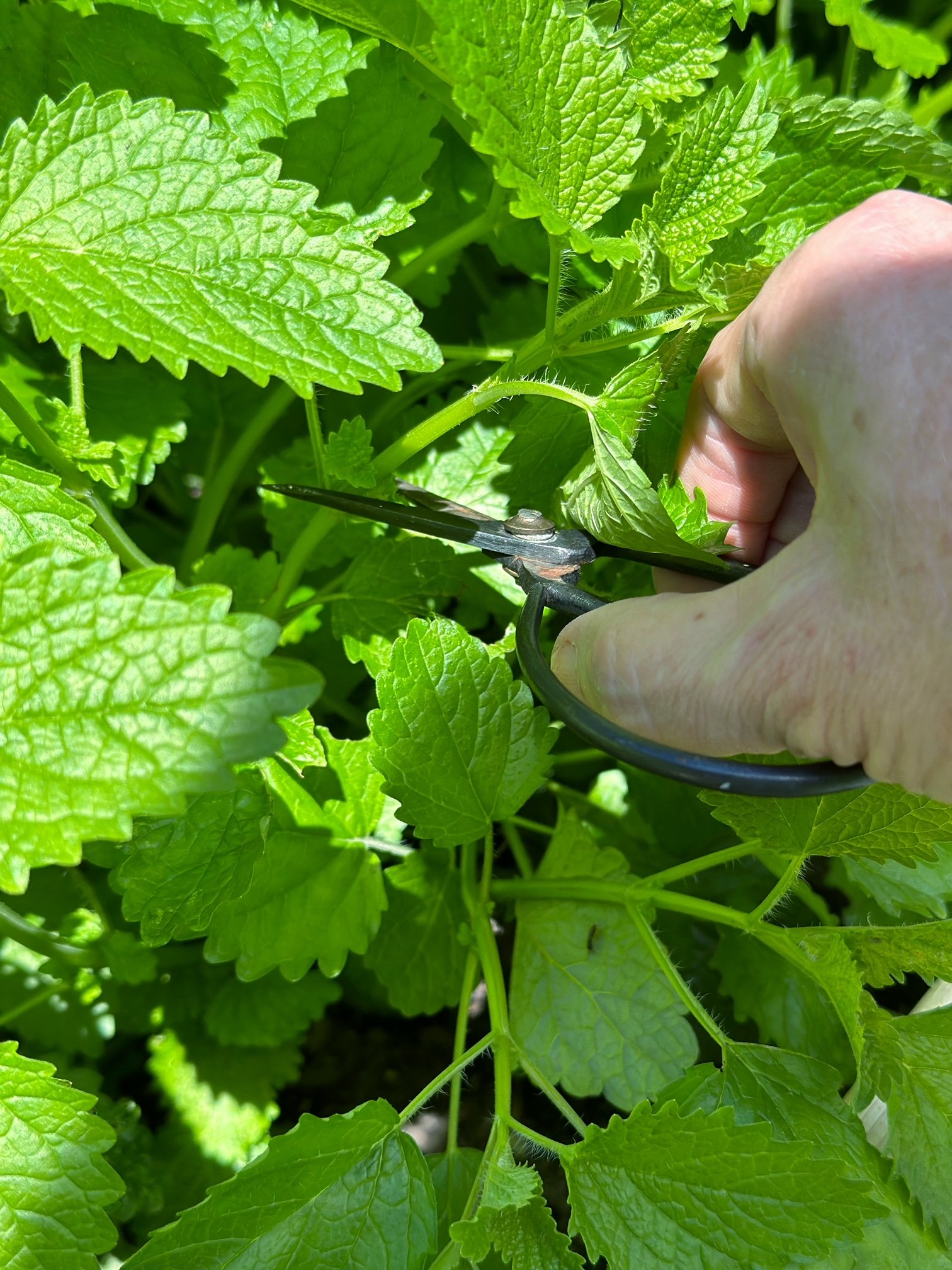Cutting stems from a lemon balm plant. 