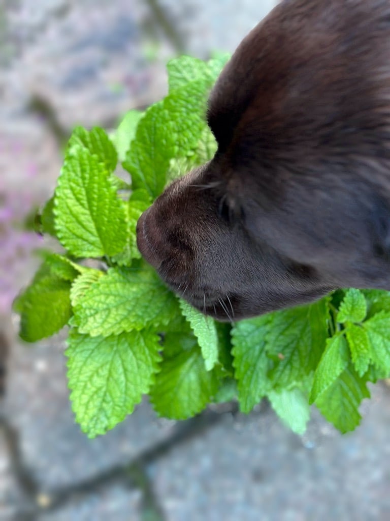 my dog cooper sniffing fresh lemon balm. 