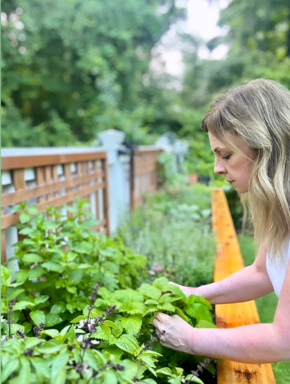 me harvesting my lemon balm. 