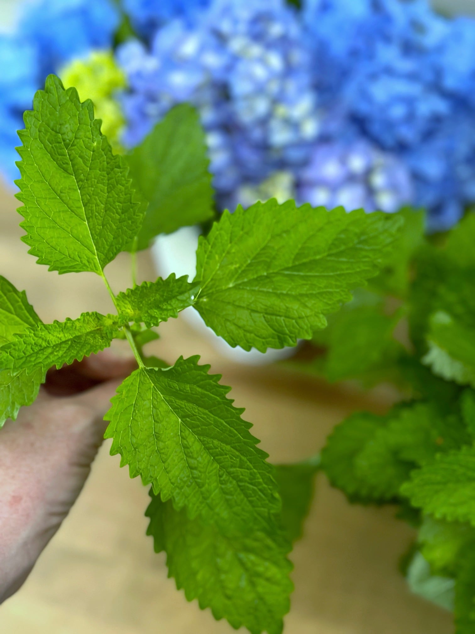 Holding a stem of lemon balm. the leaves are veiny heart shaped in a pretty fresh bright spring green color. 