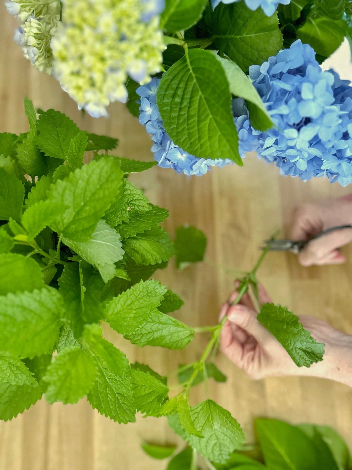 me cutting the stem of lemon balm. 