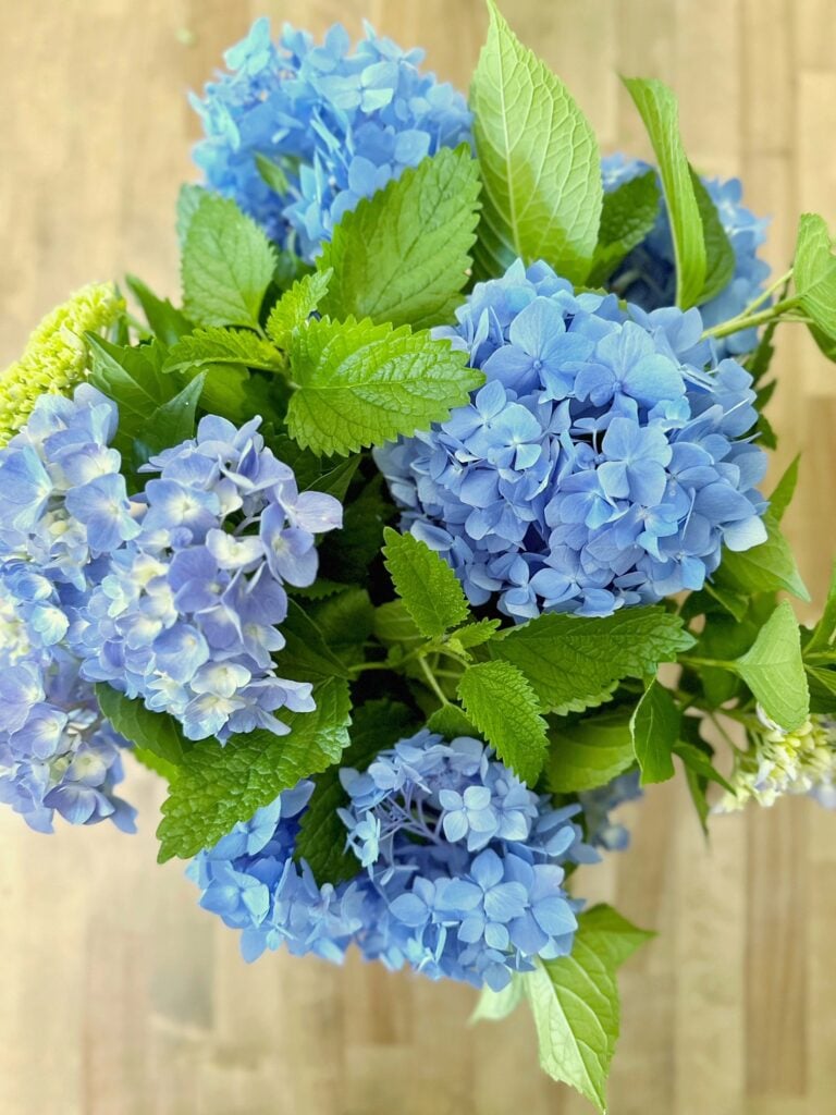 blue hydrangea with lemon balm. 