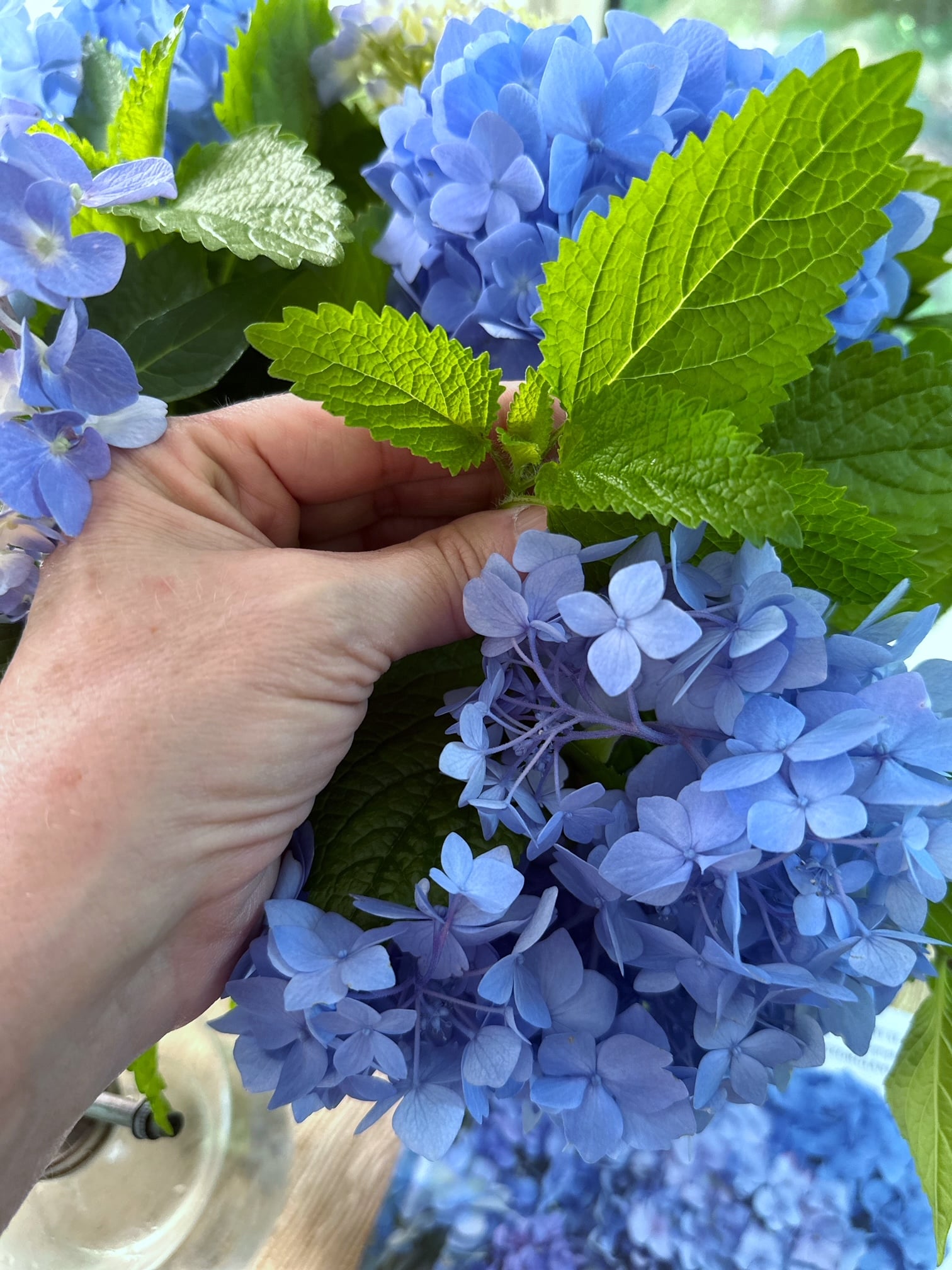 placing a lemon balm stem in a vase of hydrangea. 