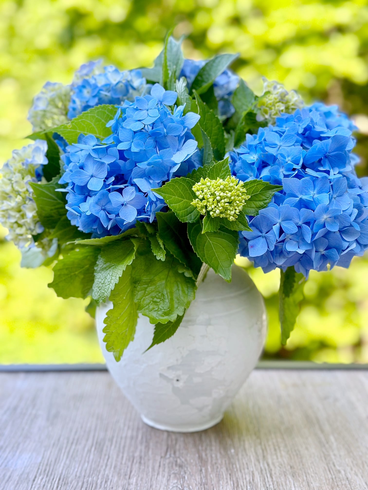 hydrangea with lemon balm. 
