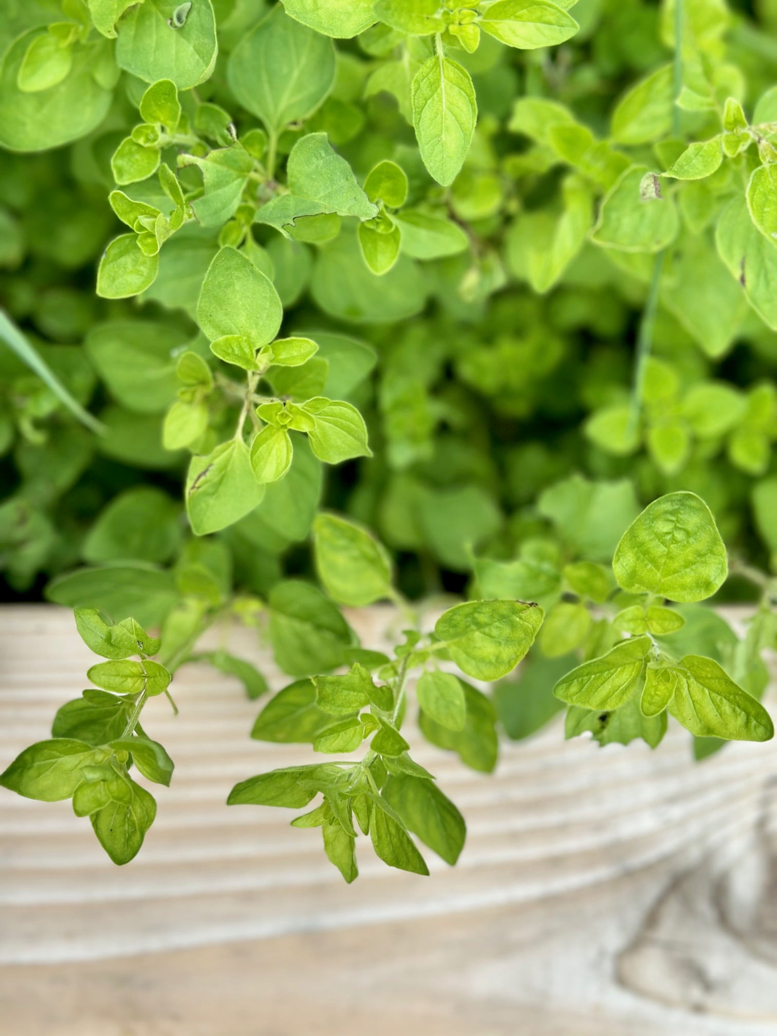 a close up an oregano plant with its small oval leaves. 