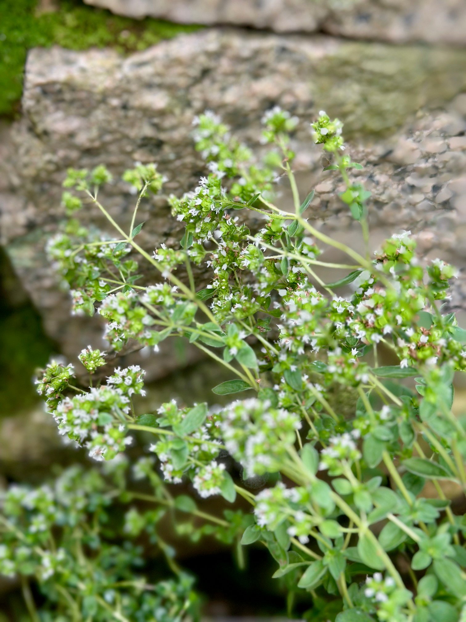 flowering oregano in a planter.