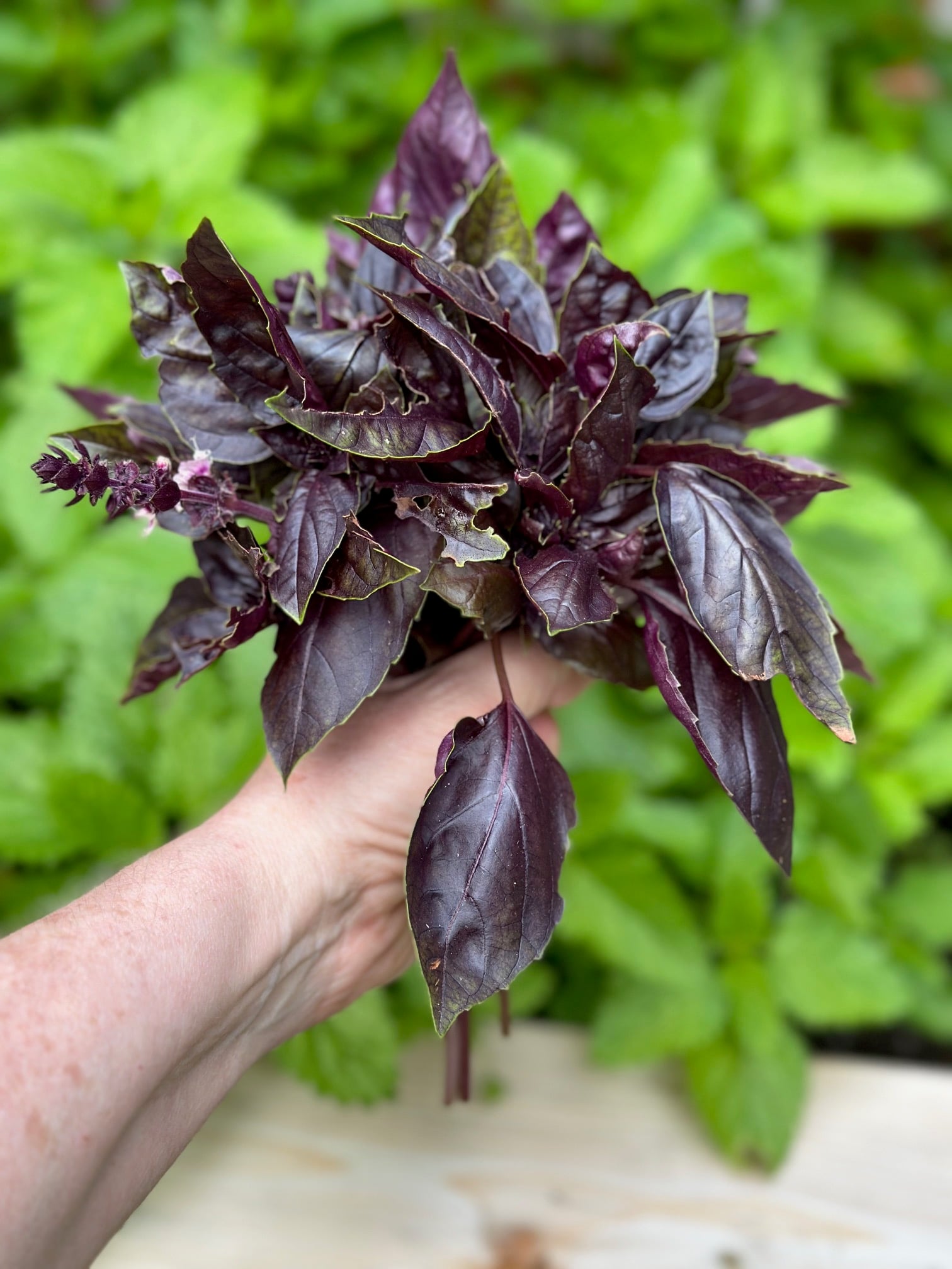 A big handful of purple basil. 