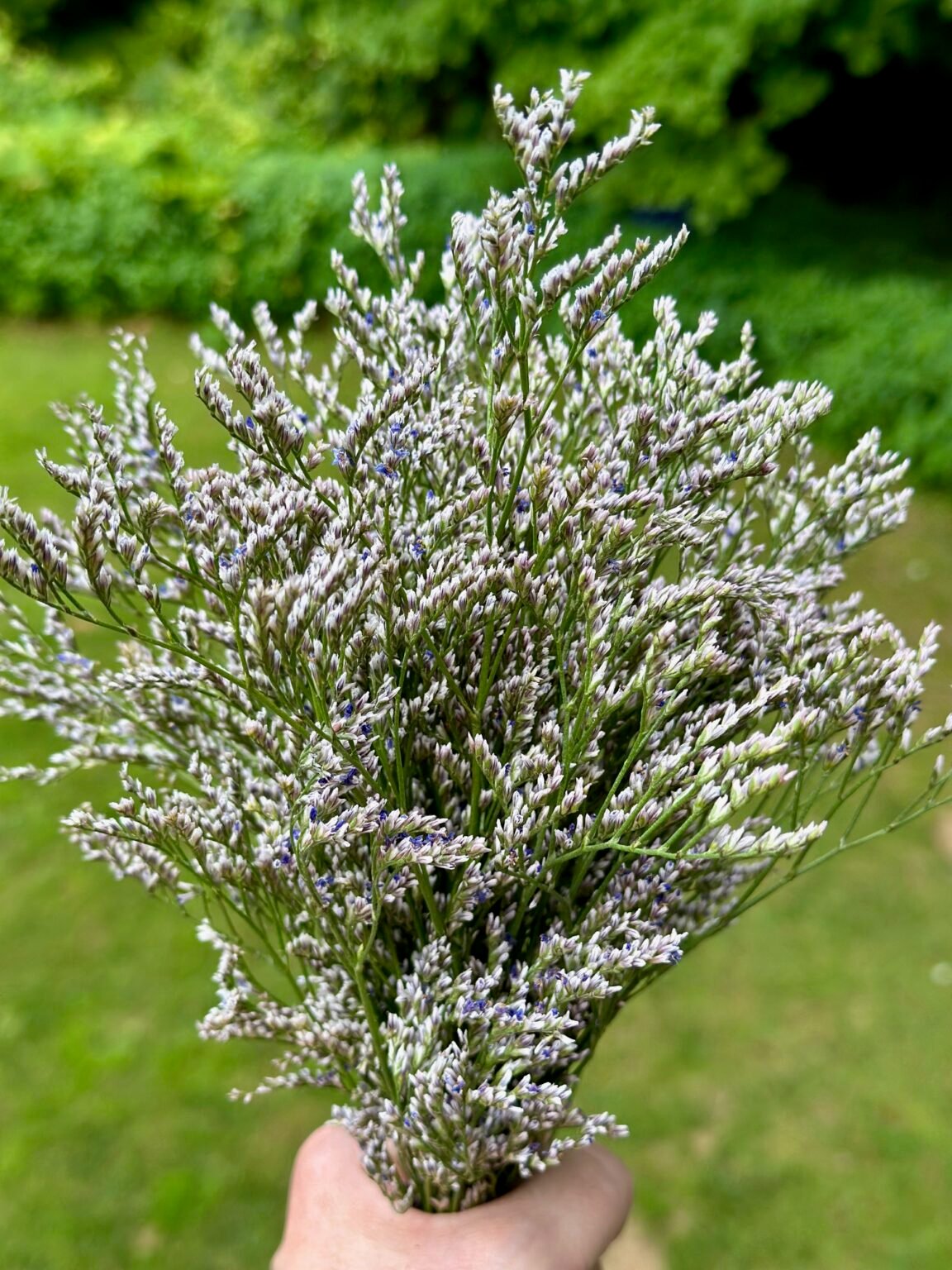 Flower Fillers: 30 Best Options for Stunning Arrangements (Pro Tips ...